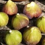 Korckey Honey Delight Fig