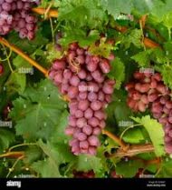 Crimson Grapes - Image 3