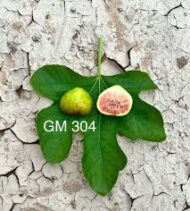 Bani Muslim Fig - Image 2