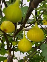 Yellow Spanish Fig - Image 4