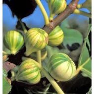 Pinachi Tiger Fig - Image 3