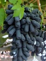 Moon Drops Grapes (Seedless)