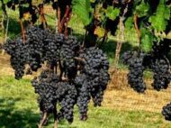 Summer Royal Grapes  (Seedless) - Image 4