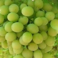 Lakemont Grapes (Seedless) - Image 3