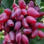 Dibovesky Pink Grapes (Seedless)