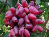 Dibovesky Pink Grapes (Seedless)