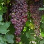 Black Monukka Grapes