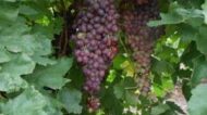 Black Monukka Grapes