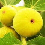 Yellow Spanish Fig