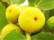Yellow Spanish Fig