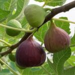 Brown Turkish Fig