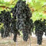 Summer Royal Grapes  (Seedless)