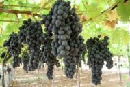 Summer Royal Grapes  (Seedless)