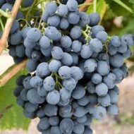 Summer Royal Grapes  (Seedless) - Image 2