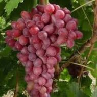 Everest Grapes (Seeded) - Image 4