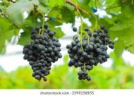 Black  Beauty Grapes (Seedless) - Image 3