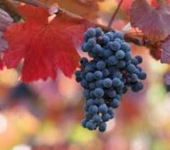 Black Monukka Grapes - Image 3