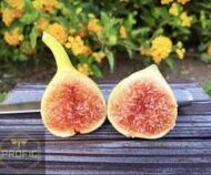 Yellow Persian Fig - Image 2