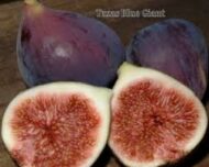 Blue Giant Fig - Image 3