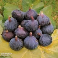 Brown Turkish Fig - Image 5