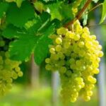 Interlakin Grapes (Seedless) Mango Flavour