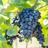 Summer Royal Grapes  (Seedless)