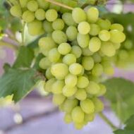 Lakemont Grapes (Seedless) - Image 4