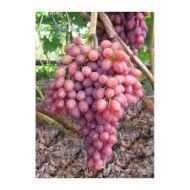 Kishmish Luchisty Grapes (Seeded)