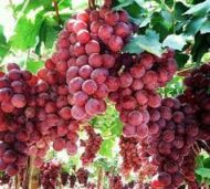 Red Globe Grapes - Image 3