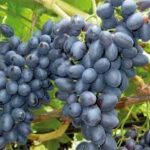 Vitro Black Grapes (Seedless)