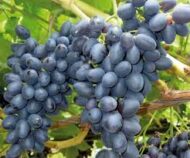 Vitro Black Grapes (Seedless)