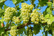 Coton Candy Grapes - Image 3