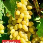 Sultana C Grapes (Seedless)