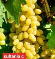 Sultana C Grapes (Seedless)