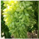 Sundar Khani Grapes (Seedless)