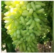 Sundar Khani Grapes (Seedless)