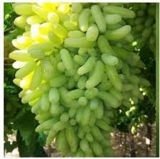 download Sundar Khani Grapes (Seedless) - Image 1