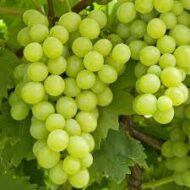 Lakemont Grapes (Seedless) - Image 5