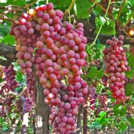 Flameless Grapes Seedless