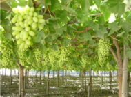 Thompson Grapes - Image 3