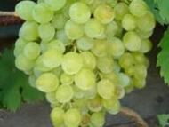 Harold Grapes (Seeded) Mango Flavor - Image 4