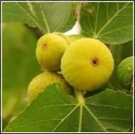 Sarilop Fig - Image 3