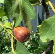 Jerusalem Fig - Image 3
