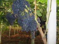 Vitro Black Grapes (Seedless) - Image 3