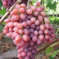 Everest Grapes (Seeded) - Image 5
