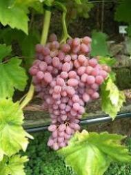 Kishmish Luchisty Grapes (Seeded) - Image 4