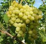 Kishmish Grapes