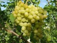 Kishmish Grapes