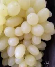 Early White Grapes (Seedless) - Image 5