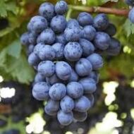 Black  Beauty Grapes (Seedless) - Image 4